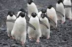 Uma fila de pinguins adelie na praia de Brown Bluff, na Antártida